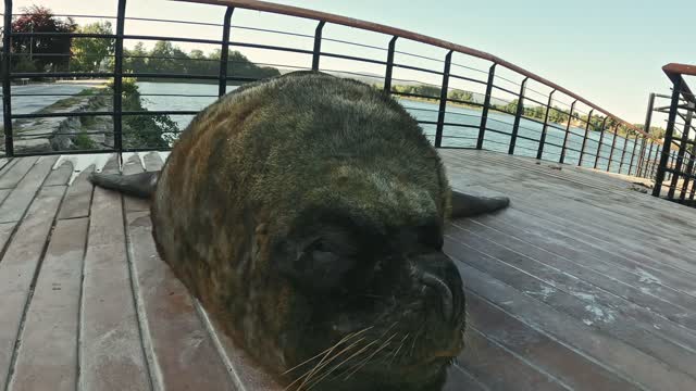 A big angry sea lion, because they don't let him sleep