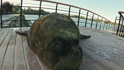 A big angry sea lion, because they don't let him sleep