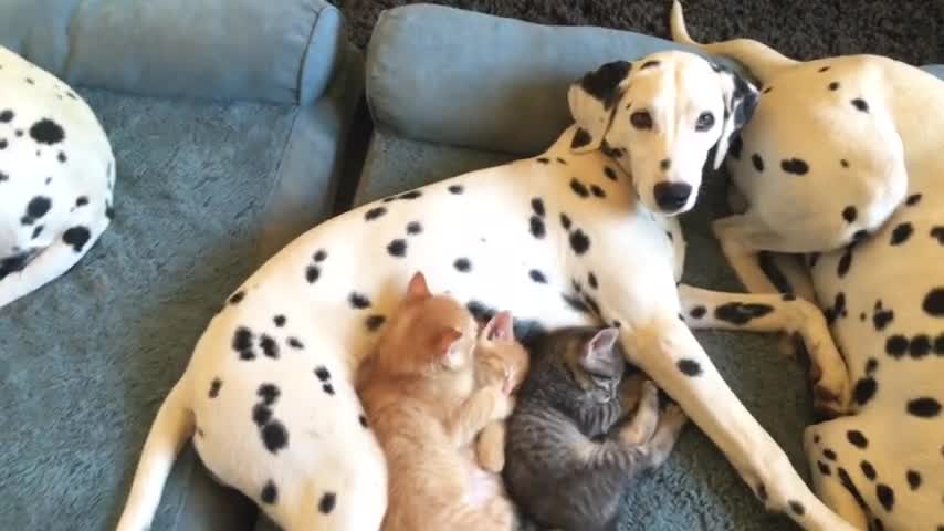 Dalmatians Nap With Litter Of Foster Kittens