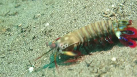 Mantis Shrimp Swimming