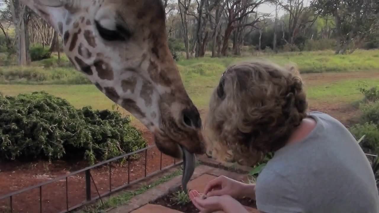 Tourists pet a giraffe in a zoo setting