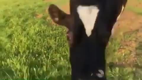 cow who drank fake wine