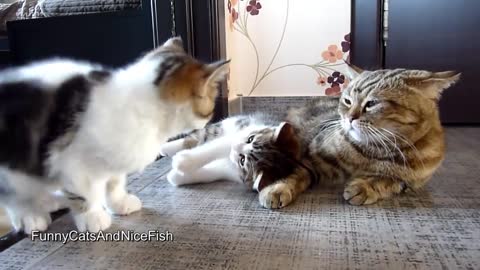 Baby Cats - Cute and Funny Cat Videos Compilation #17
