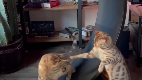 funny cat