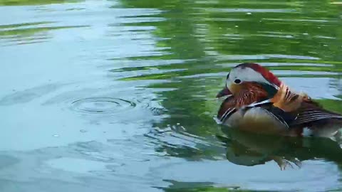 AMAZING TINY DUCK SWIMS ALONE AND ENJOY !!!