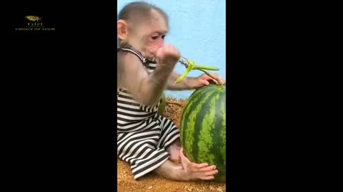 Cute Baby monkey enjoying watermelon - Funny and Cute Monkey Videos Compilation