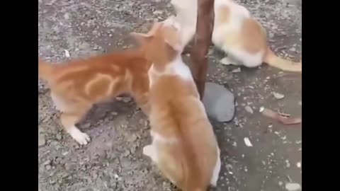 Compilation Funny Pets Video 8
