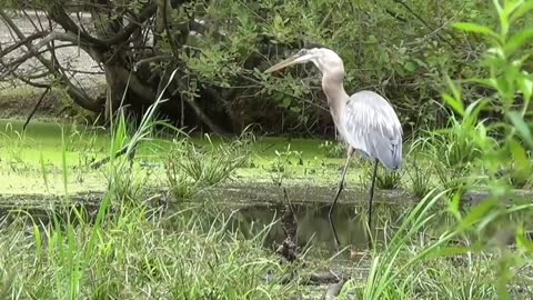 Steel stomach! The great blue heron devoured an alligator turtle very bravely