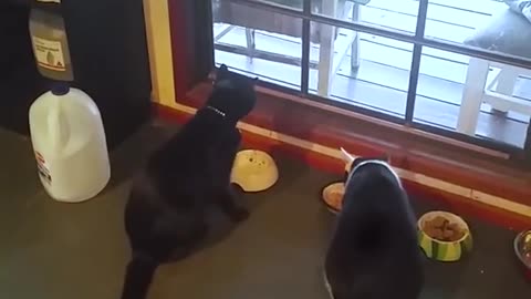 Cucumber Scares Cat - Shorts