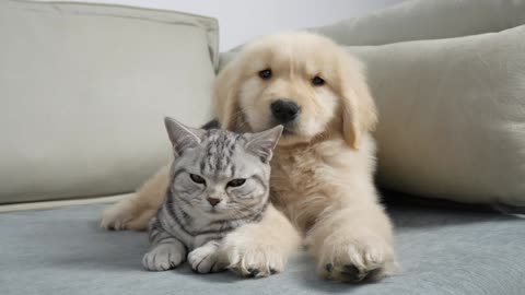 Kitten Instantly Adores Golden Retriever Puppy From First Sight