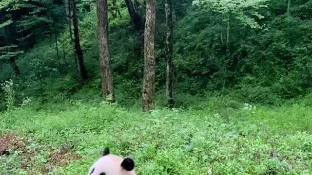 Watching pandas eat bamboo shoots will increase people's appetite