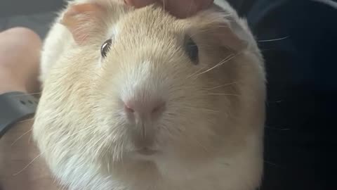 clover_loooooves_head_scratches__ #guineapig_