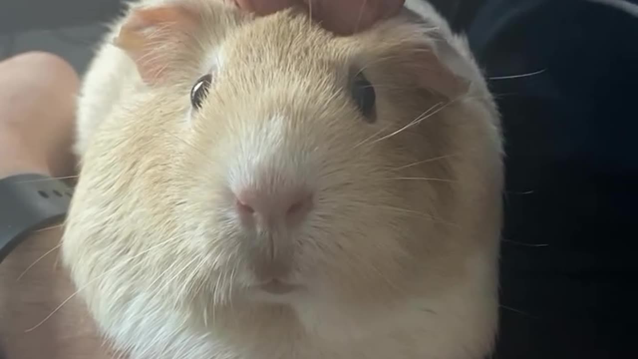 clover_loooooves_head_scratches__ #guineapig_
