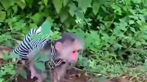 Monkey dog friendship 💕