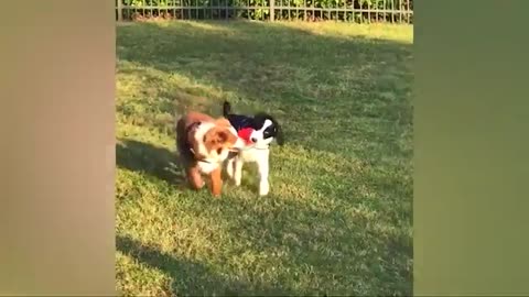 Funny dog and cat reaction to baby fart