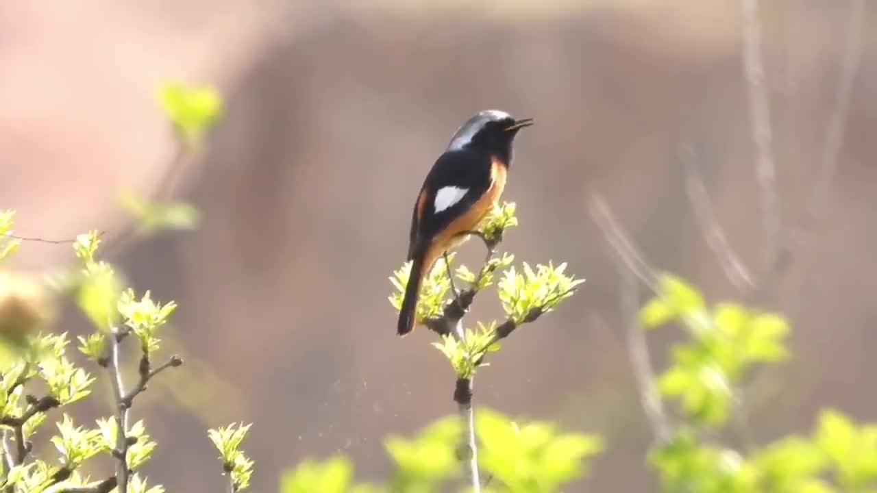 Northern Red Tail according to calling a friend