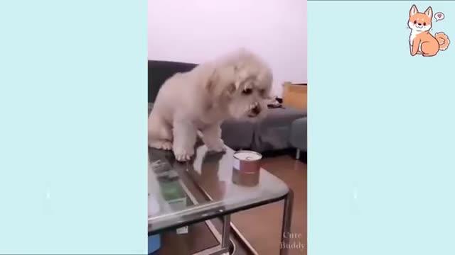 Try not to laugh DOGS!