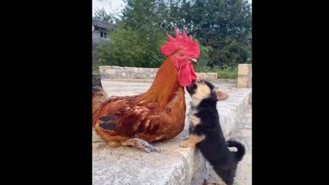 The Cute Friendship of Dogs and Chickens makes Laugh