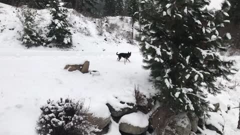 DOGS IDAHO CHRISTMAS TRIP 12.27.2018