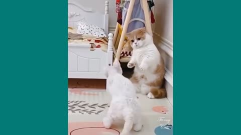 OMG Try not to laugh you cat't stand it.