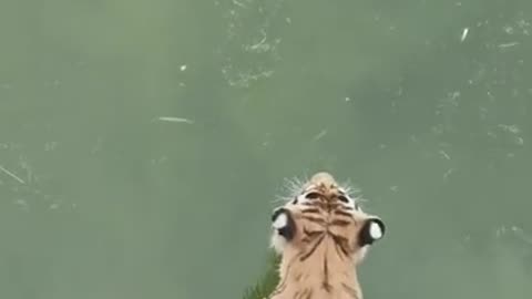 This year best funny animals video 📷
