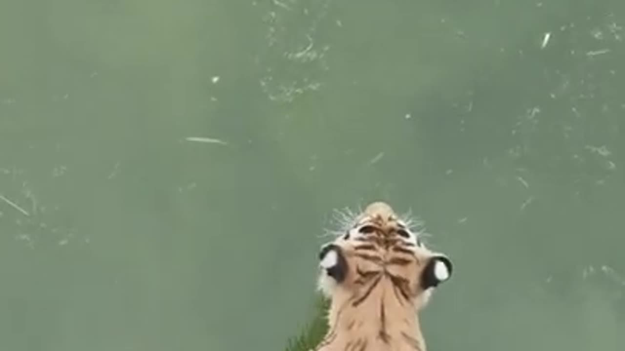 This year best funny animals video 📷