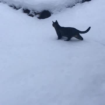 Cat walks on snow first time