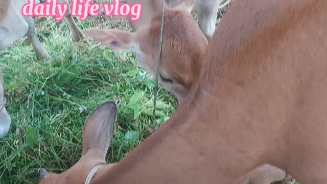 Herds of cows eat grass | daily life vlog