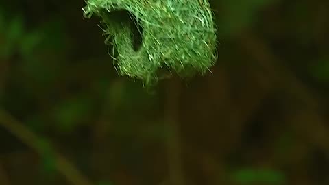 Wildlife and Funs