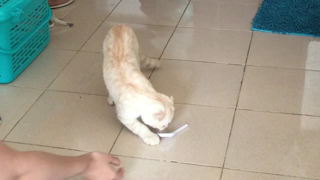 Kitten Plays Catch!