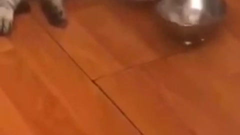 Hey, human.....!!