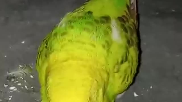 love birds