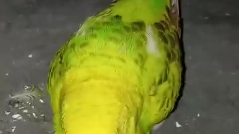 love birds