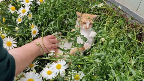 Yellow cat in the white flower garden