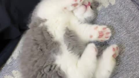 #animal