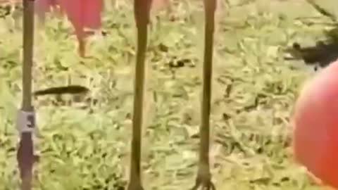 Funny animals video || 2022 new funny videos