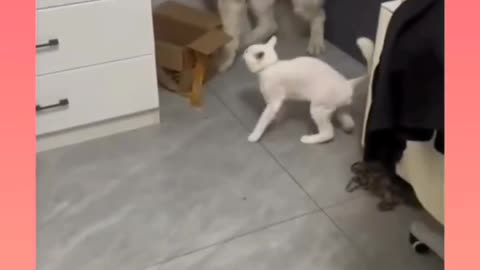 Hilarious Animal Antics: The Funniest Animal Clips You'll Ever See!