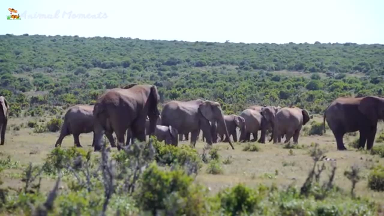 Beautiful sounds of cute Animals