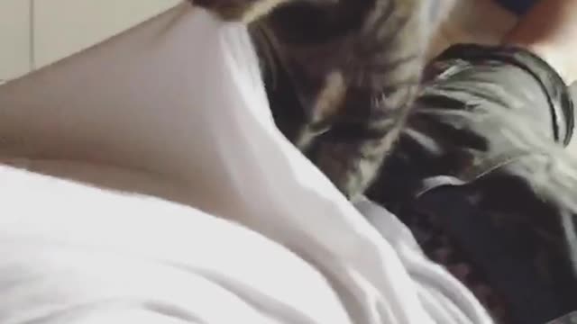 Grey cat biting owners shirt and masagging back