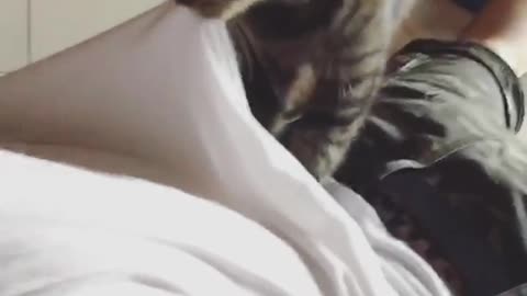 Grey cat biting owners shirt and masagging back
