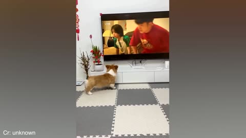 Funny dog