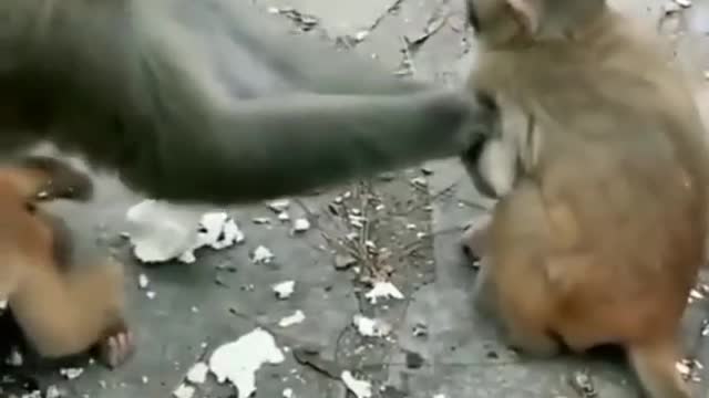 Drinker monkey