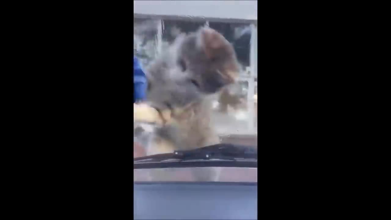 Funny animals