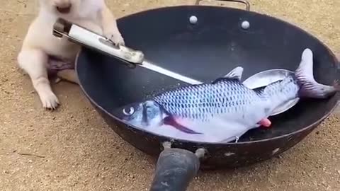 cute puppy cooks fish and funny moment