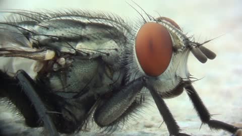 FLY--SUPER UP CLOSE VIDEO