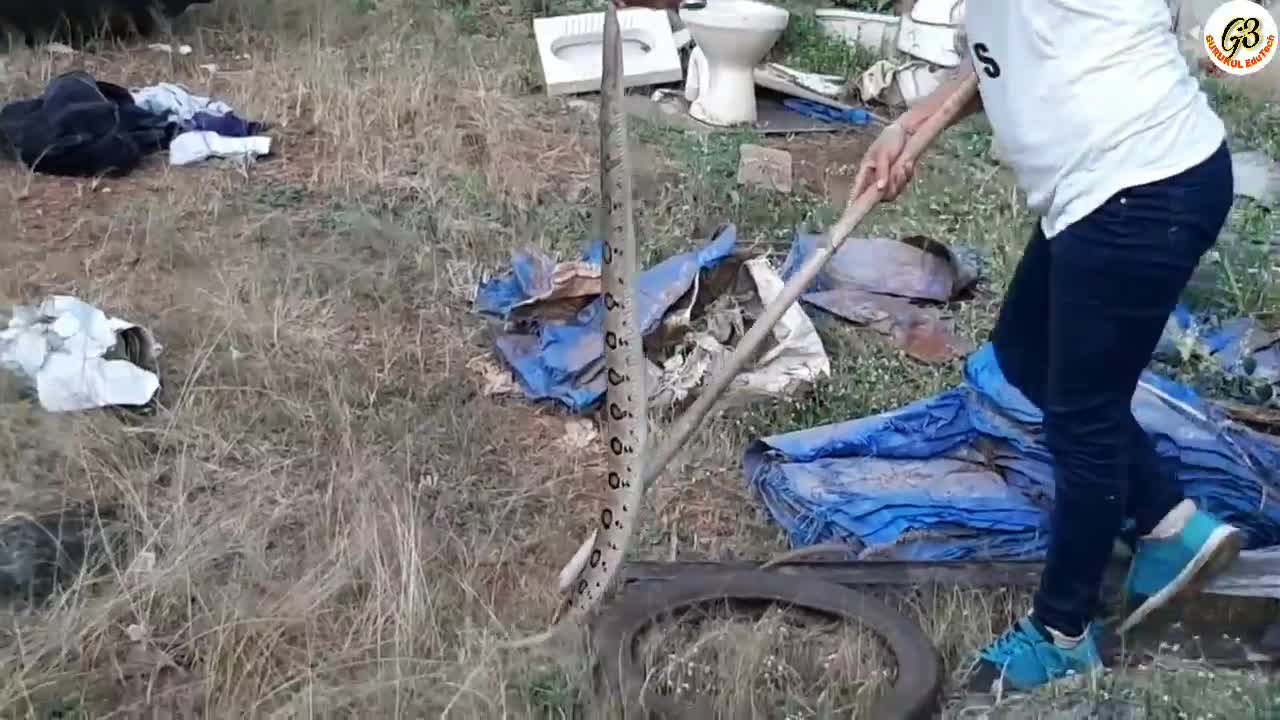 3 बड़े घोनस खतरनाक रेस्क्यू ऑपेरशन.. 3 Indian Russell's viper snakes rescued..in Hindi