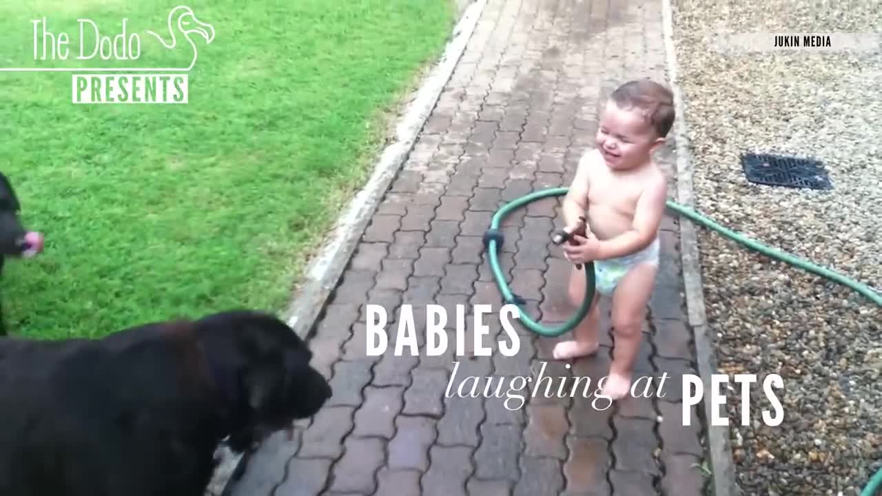 Babies Laughing At Pets | The Dodo