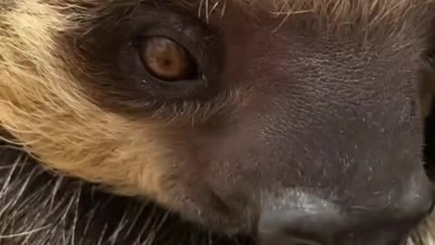 wink#cute#animallover#wholesome
