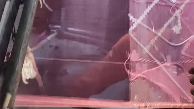 Handloom Saree Weaving Scene