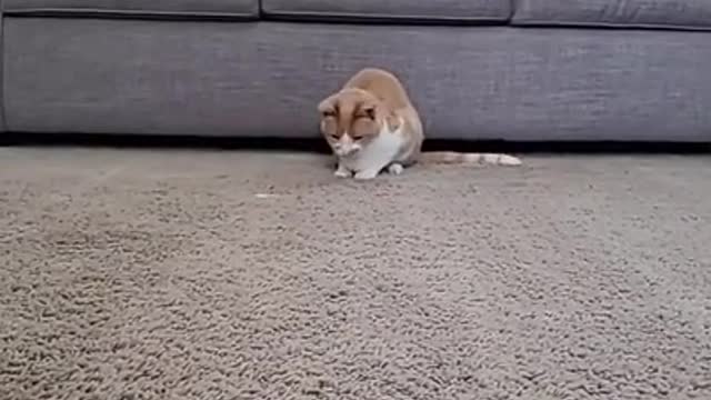 Cute and Funny Animals Videos 😹 🐶 Compilation 470_ #short